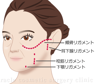 顔のリガメント イメージイラスト