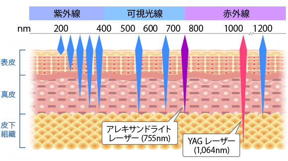 各波長の皮膚への到達深度の図