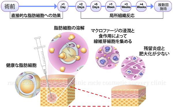 BNLS脂肪分解(溶解)作用