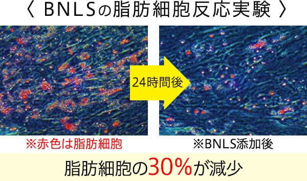 BNLSの脂肪細胞反応実験