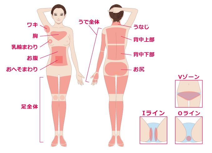 全身の部位 イメージ